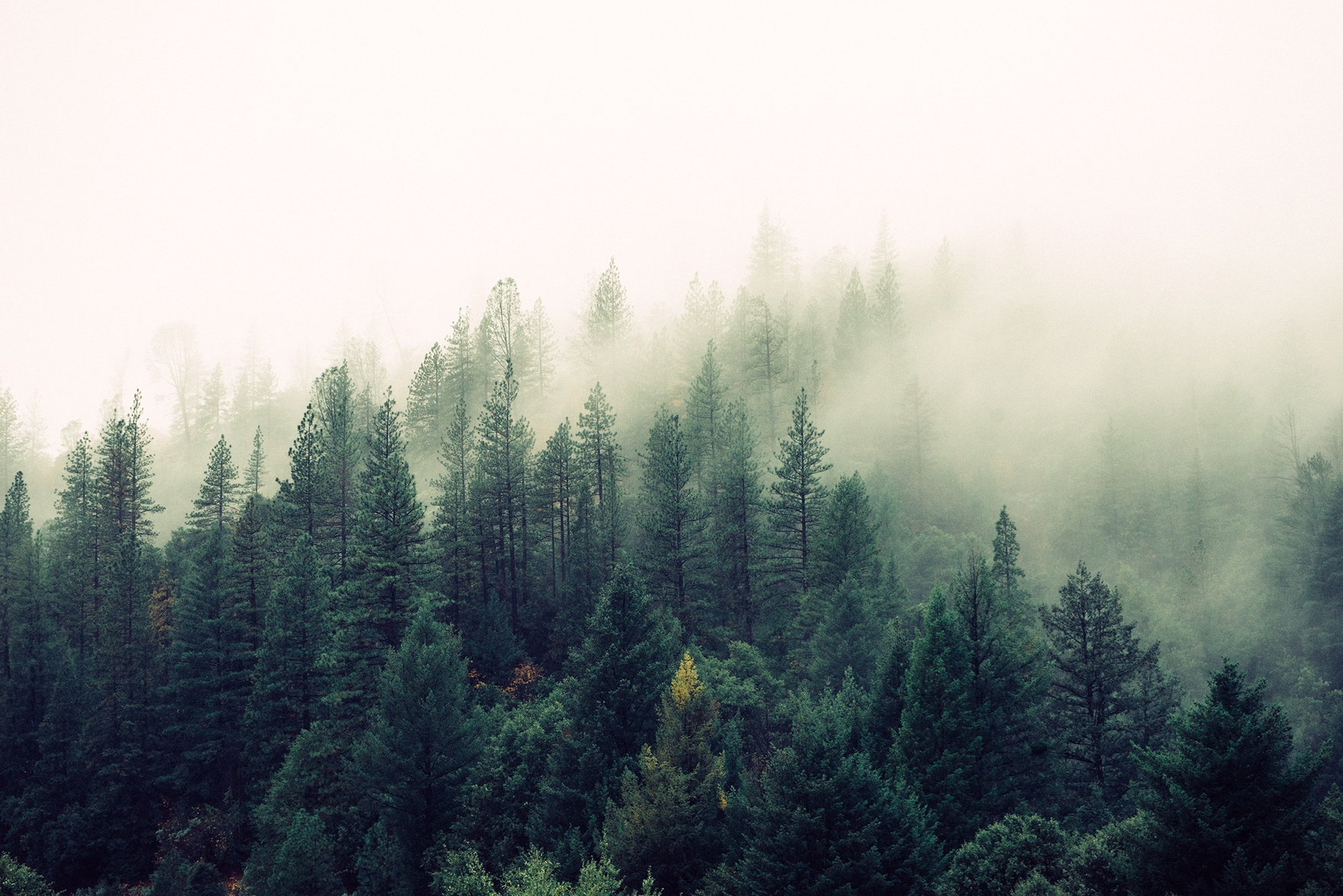 Trees in a Misty Forest